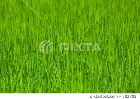 Early summer rice Early summer rice 582782