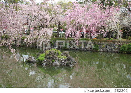 三島Taisha的櫻桃樹 582802