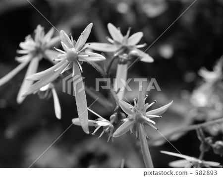 戴蒙Jisso自由和溫和 582893