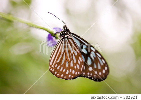 琉球淺木斑 582921