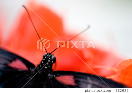 克羅地亞人的頭 582922