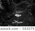 black and white, monochrome, monochromatic 583079