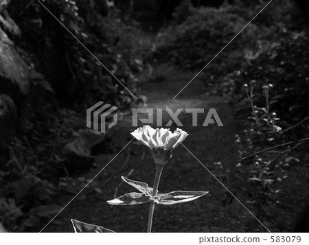 單色 黑白 黑白的 583079