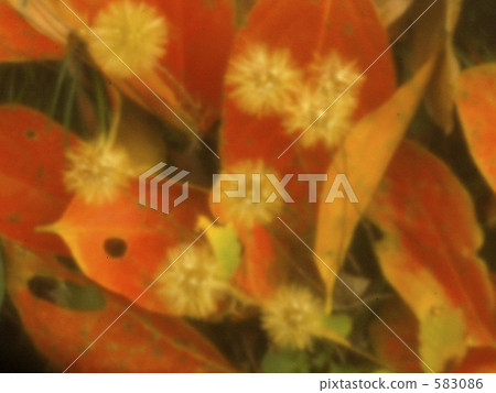 楓樹 紅楓 楓葉 583086