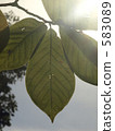 daylight, sunbeam, sunlight 583089
