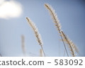 green foxtail, green bristlegrass, foxtail 583092