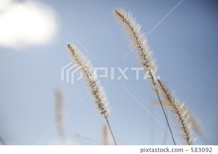 狗尾草 野草 雜草 583092