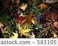 autumn leafe, maple, maple leaf 583105