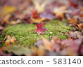 foliage, leaf, leafs 583140