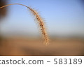 green foxtail, green bristlegrass, foxtail 583189