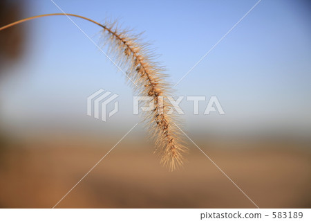 狗尾草 野草 雜草 583189