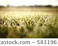 weed, weeds, drop 583196