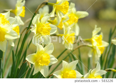 泰海水仙 泰海水仙 583226