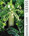 vegetable field, white radish, vegetables 583305