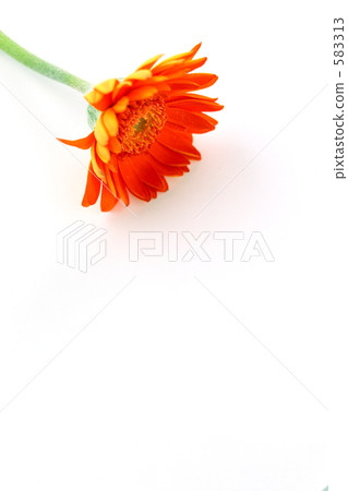 雛菊 583313