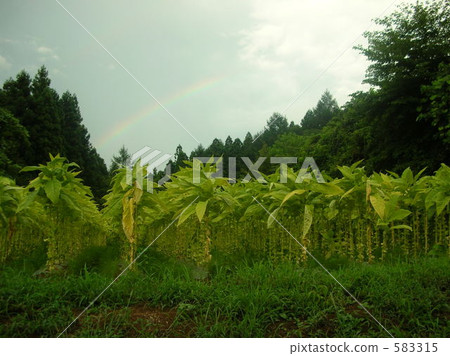田園 田園風景 原野 583315