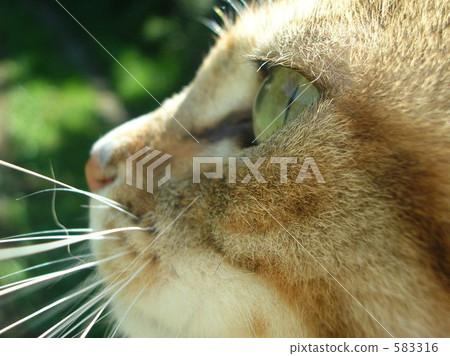 calico cat, cat, pussy 583316