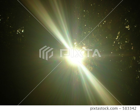 sunlight, therapeutic walk in the woods, parent's home 583342