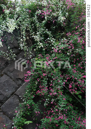 bush clover, japanese clover, tunbery lespedeza 583422
