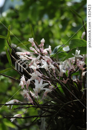 Sekkoku flower Sekkoku flower 583423