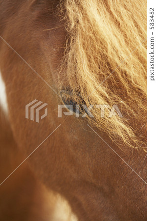 小馬的眼睛 小馬的眼睛 583482