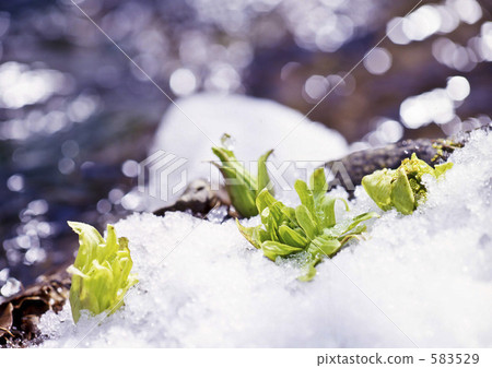 Flower blossoms 583529