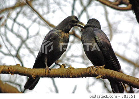 Crow's skinship Crow's skinship 583551