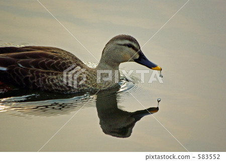 Cargamo drooling water drops from the beak Cargamo drooling water drops from the beak 583552