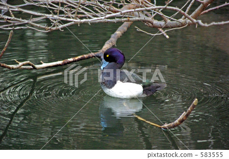 Kinkrochasshuro 583555