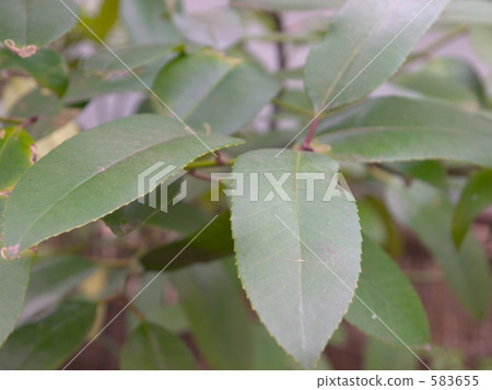 塔拉哇 塔拉哇 583655