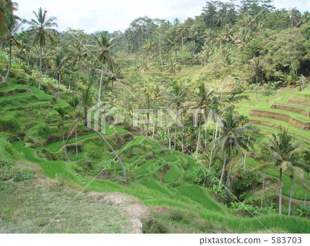 terraced fields, field, highest 583703