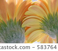 gerbera, gerberas, bloom 583764