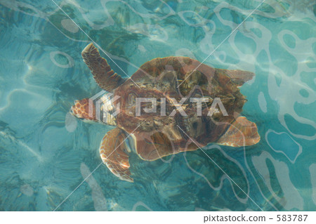 海龜 海龜 583787