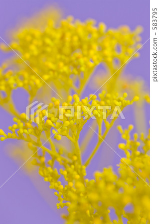 Ominae (maro flower) 583795
