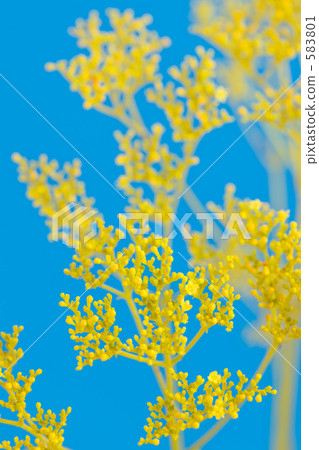 Ominae(maro flower) Ominae(maro flower) 583801