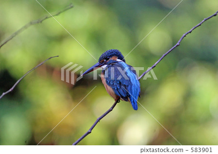 翠鳥 翠鳥 583901