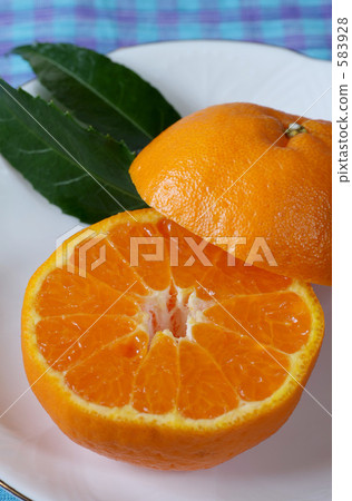 椪柑 583928