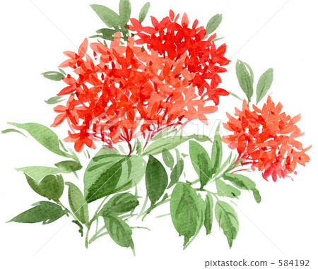 紅花	 584192