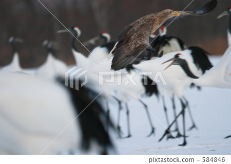 白尾鷹和起重機 584846