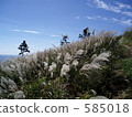 Miscanthus Miscanthus 585018