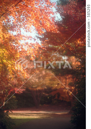 maple, yellow leafe, tachikawa city 585293