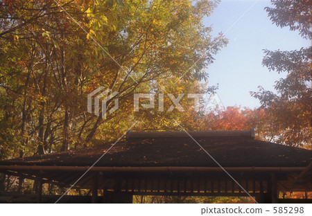 maple, yellow leafe, tachikawa city 585298