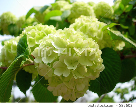 图库照片 日本雪球 花朵 花卉