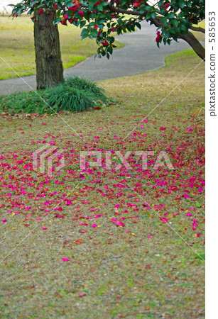 Cold camellia petals 585653