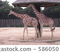 giraffa, giraffe, zoo 586050