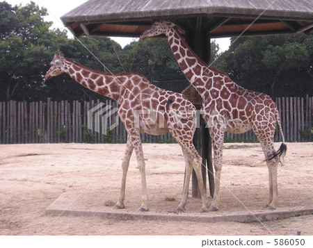 giraffa, giraffe, zoo 586050