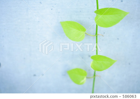 室內空氣清潔葉子 586063