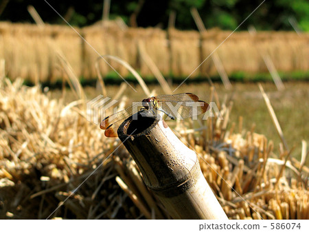 日本的秋天 586074