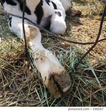 calf, paw, forefoot 586087