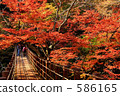 Autumn leaves in Hanaine Canyon 586165